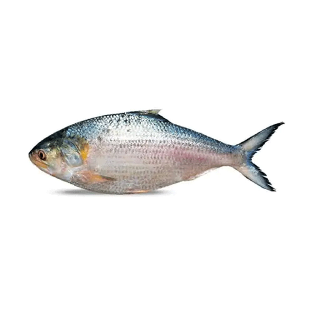 মাছ